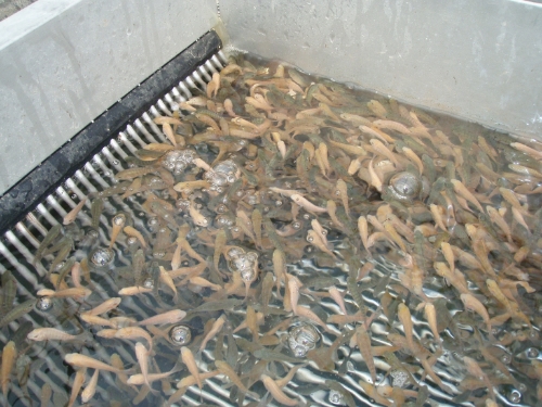 Close view of AmeriCulture’s small Nile tilapia during grading