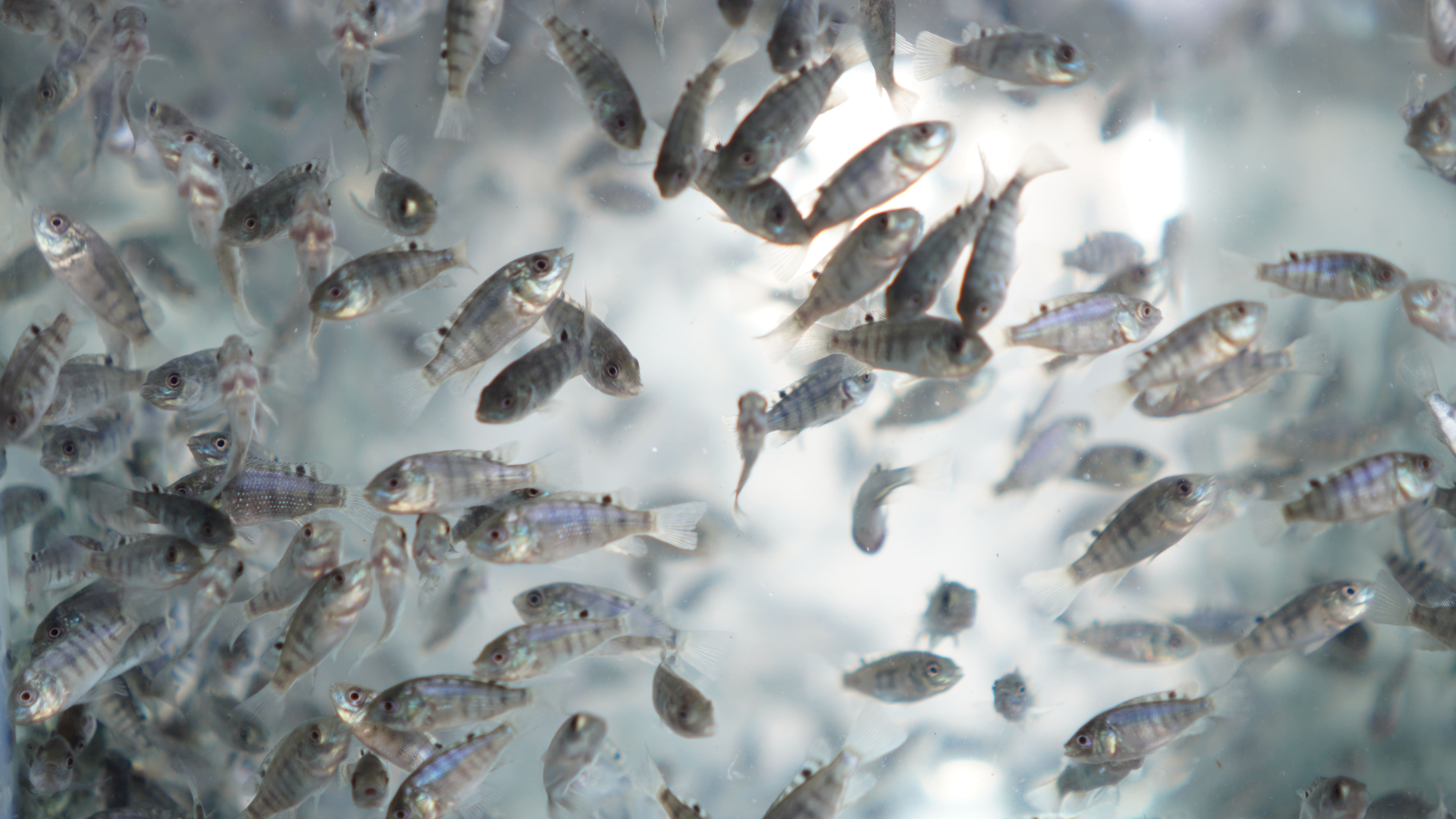 Young Nile tilapia in clear nursery water; illustrative photograph by De Heus